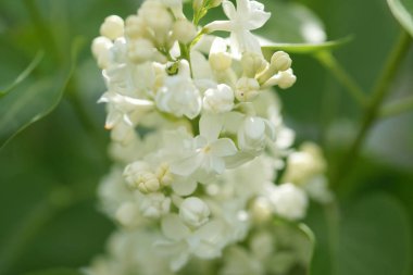 Bahçede beyaz çiçekli akasya ağaçlarının dallarını kapatın.