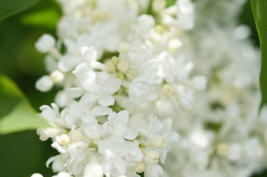 Bahçede beyaz çiçekli akasya ağaçlarının dallarını kapatın.