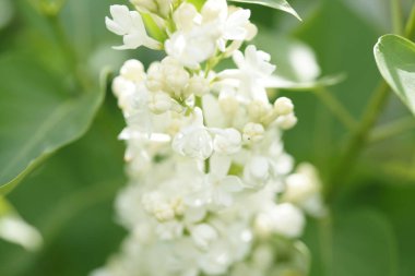 Çiçekli akasya ağaçları, bahçesinde beyaz çiçekler olan dallar.