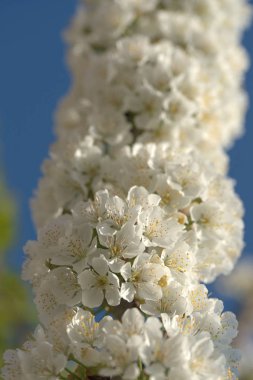Bahçedeki elma ağaçlarının beyaz çiçekleri.
