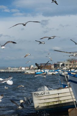 Martılar gökyüzünde uçuyor