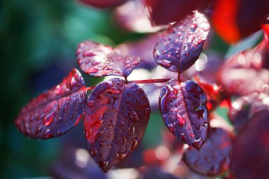 Su damlaları genç kırmızı filizler bahçe arka planında gül 