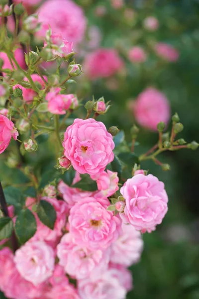 Increíbles Rosas Rosadas Exuberantes Pomposas Los Arbustos Fondo Del Jardín — Foto de Stock