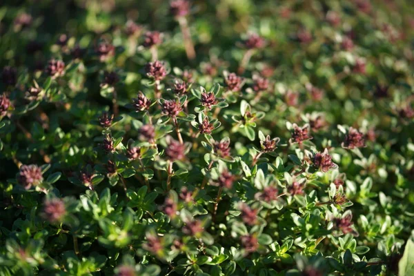 庭の背景に小さな花を持つ緑の茂み — ストック写真