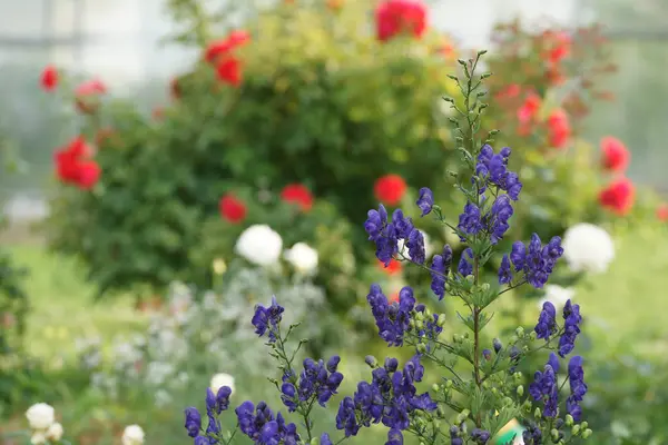 blooming little flowers in the garden background