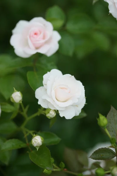 Vista Cerca Hermosas Rosas Flor Arbustos Verdes — Foto de Stock