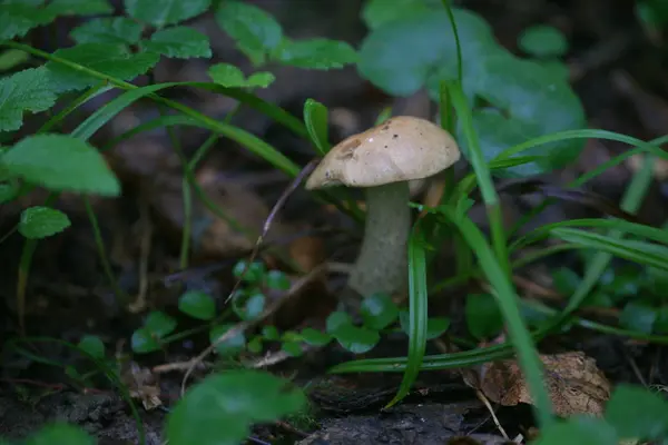 森林里的草丛中的蘑菇 — 图库照片