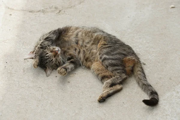 Милий Смугастий Кіт Ковзає Подвір — стокове фото