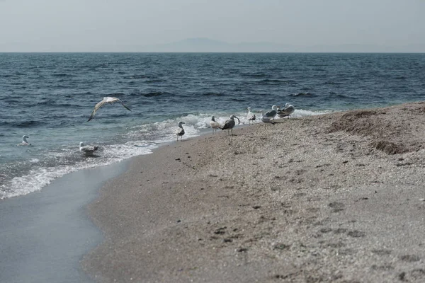 Küste Der Bulgarischen Stadt Nessebar Der Schwarzmeerküste — Stockfoto