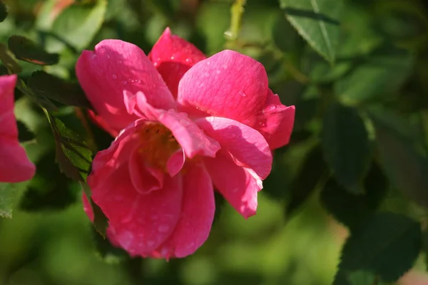Nahaufnahme Von Schönen Üppigen Rosen Auf Hof Hintergrund — Stockfoto