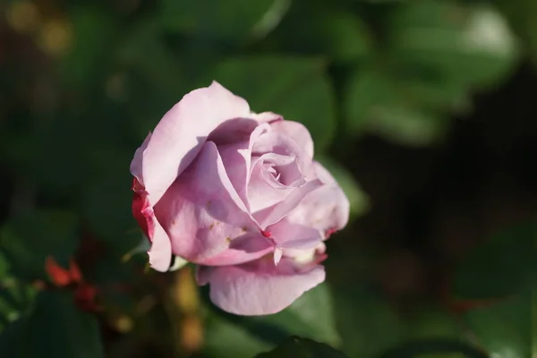 Primer Plano Hermosas Rosas Exuberantes Fondo Del Patio — Foto de Stock