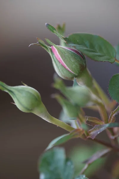 Vista Ravvicinata Boccioli Rose Rosa Rami Verdi — Foto Stock