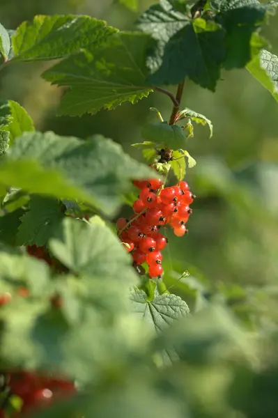 Arbustos Verdes Bayas Maduras Grosella Roja Sobre Fondo Jardín —  Fotos de Stock