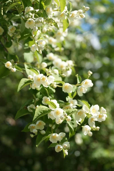 Weiße Blühende Sträucher Mit Duftendem Weißem Jasmin — Stockfoto