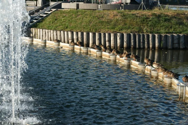 City Water Fountain Foam Jets Cute Ducks Sitting Wooden Logs — 图库照片