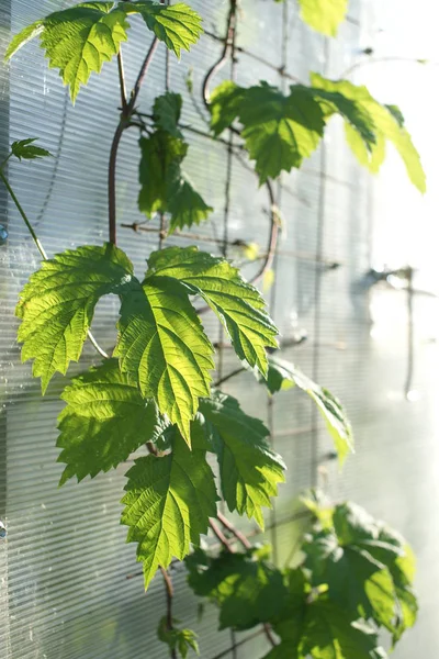 Hops Support Green House — Stock Photo, Image