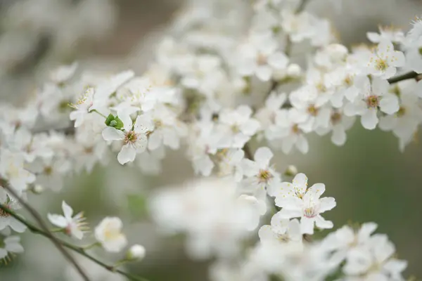 Árboles Frutales Florecientes Ramas Con Flores Blancas Huerto — Foto de Stock