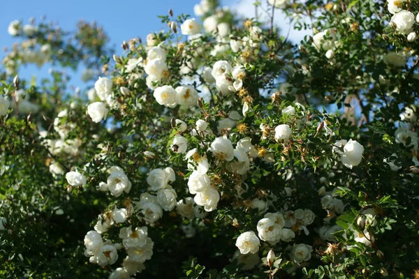 Grüne Sträucher Mit Blühenden Schönen Rosen Auf Gartenhintergrund — Stockfoto