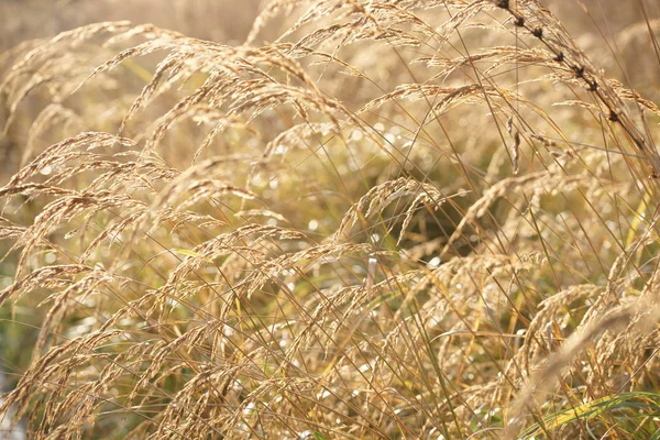 Goldener Weizen Auf Dem Feld — Stockfoto