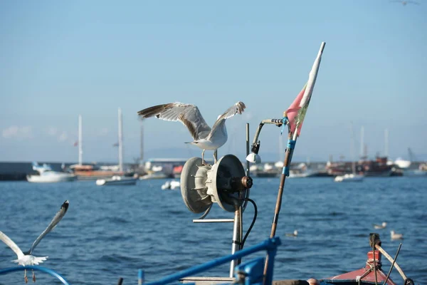 Gaivotas Barcos Pesca Costa — Fotografia de Stock