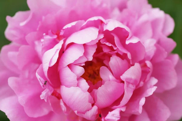 Erstaunliche Blühende Rosa Pfingstrose Blumen Garten Hintergrund — Stockfoto