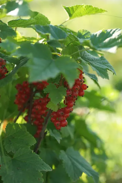 Tufișuri Verzi Fructe Coacăze Roșii Coapte Fundal Grădină — Fotografie, imagine de stoc