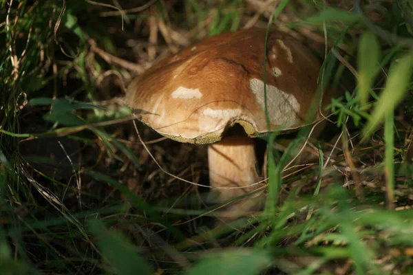Little Brown Mushroom Growing Ground Foliage Forest Background — Stok fotoğraf