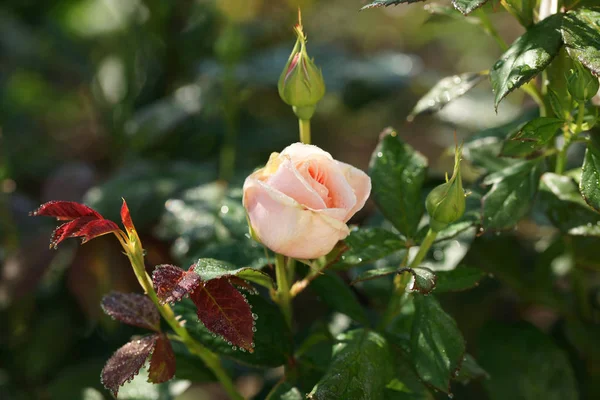 Hermosas Rosas Exuberantes Los Arbustos Fondo Del Jardín — Foto de Stock