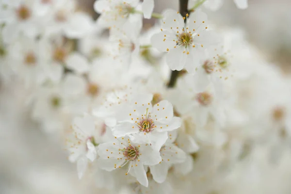 Close Flowering White Flowers Apple Fruit Trees Garden — Stock Photo, Image