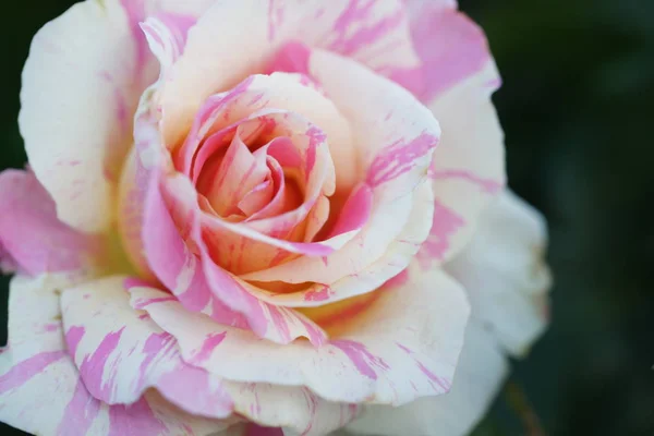 Close Beautiful Lush Roses Yard Background — Stock Photo, Image