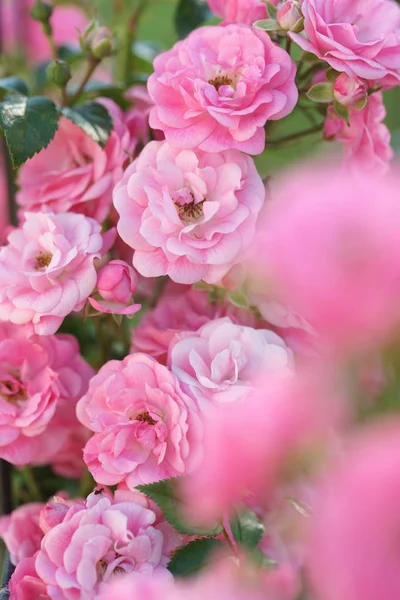 Amazing Lush Pompous Pink Roses Bushes Garden Background — Stock Photo, Image