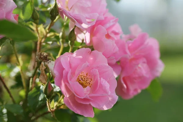 Fantastisk Blommande Rosa Rosor Trädgård Bakgrund — Stockfoto
