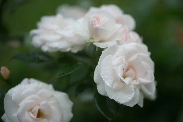 Fragantes Hermosas Rosas Los Arbustos Fondo Del Patio —  Fotos de Stock