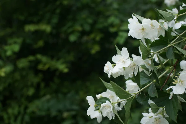 Witte Bloeiende Struiken Van Geurige Witte Jasmijn — Stockfoto