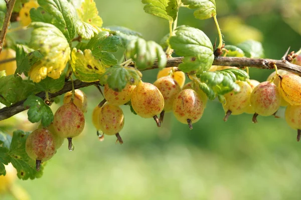 Cespugli Verdi Uva Spina Matura Sfondo Giardino — Foto Stock