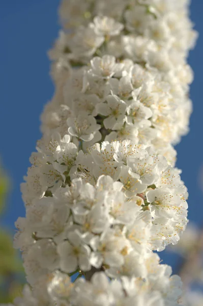 Flores Blancas Manzanos Ramas Árboles Frutales Patio — Foto de Stock