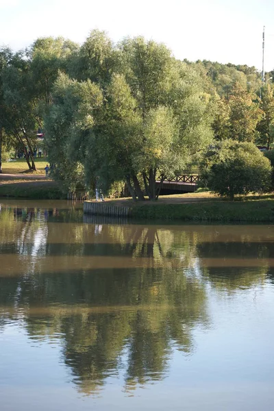 Groene Bomen Struiken Vijver Zonnige Dag — Stockfoto