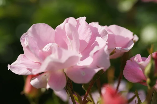 amazing blooming pink roses on garden background