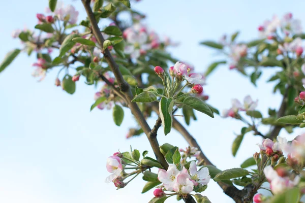 Manzanos Florecientes Ramas Frutales Con Flores Huerto — Foto de Stock