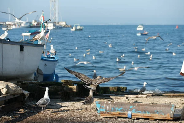 Seagulls Pier — Stock Photo, Image