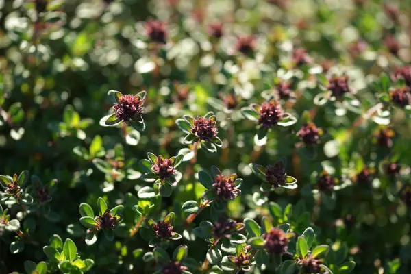 庭の背景に小さな花を持つ緑の茂み — ストック写真