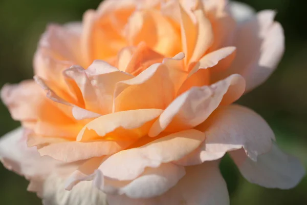 Close Beautiful Lush Rose Bushes Yard Background — Stock Photo, Image