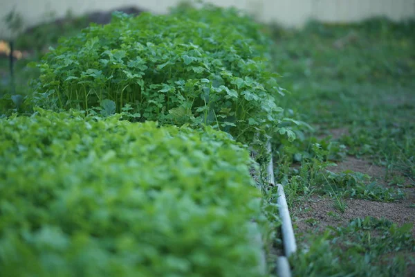 Pendekatan Selektif Dari Bibit Hijau Salad Hijau Tumbuh Dari Benih — Stok Foto