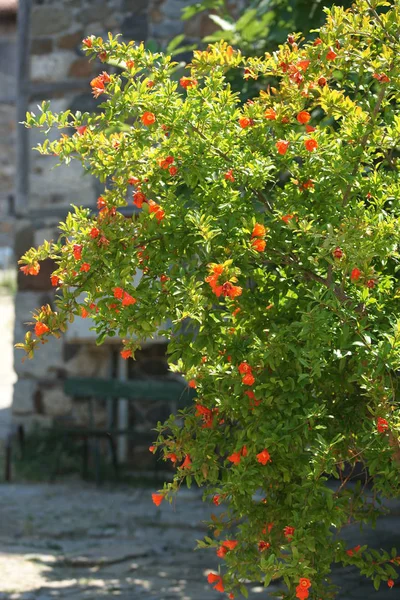 Flores Ramas Granadas Con Hojas Verdes — Foto de Stock