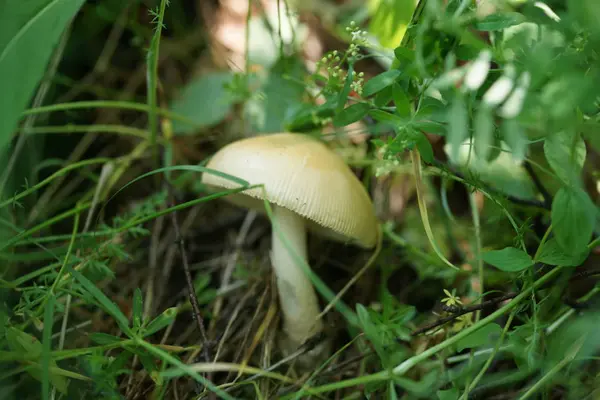 Paddenstoel Bosgrond Met Bladeren Achtergrond — Stockfoto