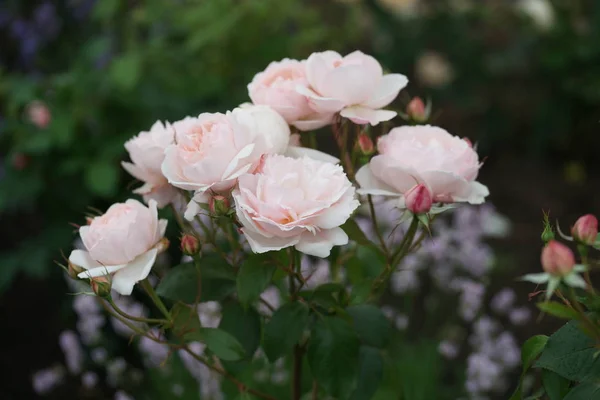 Vista Cerca Hermosas Rosas Rosadas Arbustos Verdes — Foto de Stock