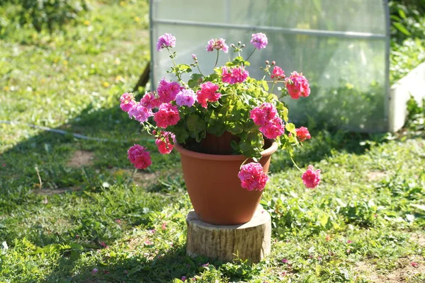 Geranium Kwiaty Zbliżyć — Zdjęcie stockowe