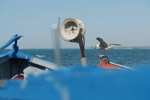 Gaivota Barcos Pesca Costa — Fotografia de Stock