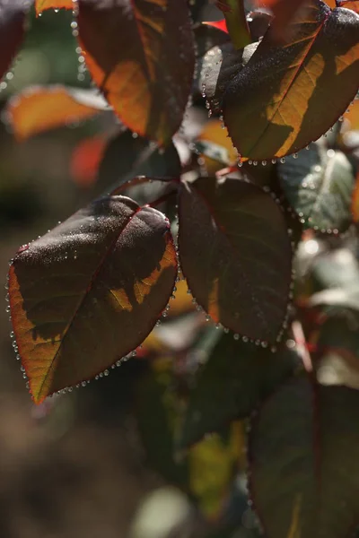 Foglie Rosa Nel Parco — Foto Stock