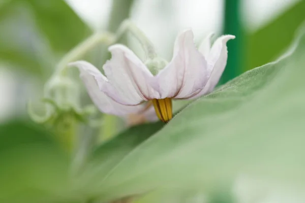 Fleurs Fleurs Dans Fond Jardin — Photo